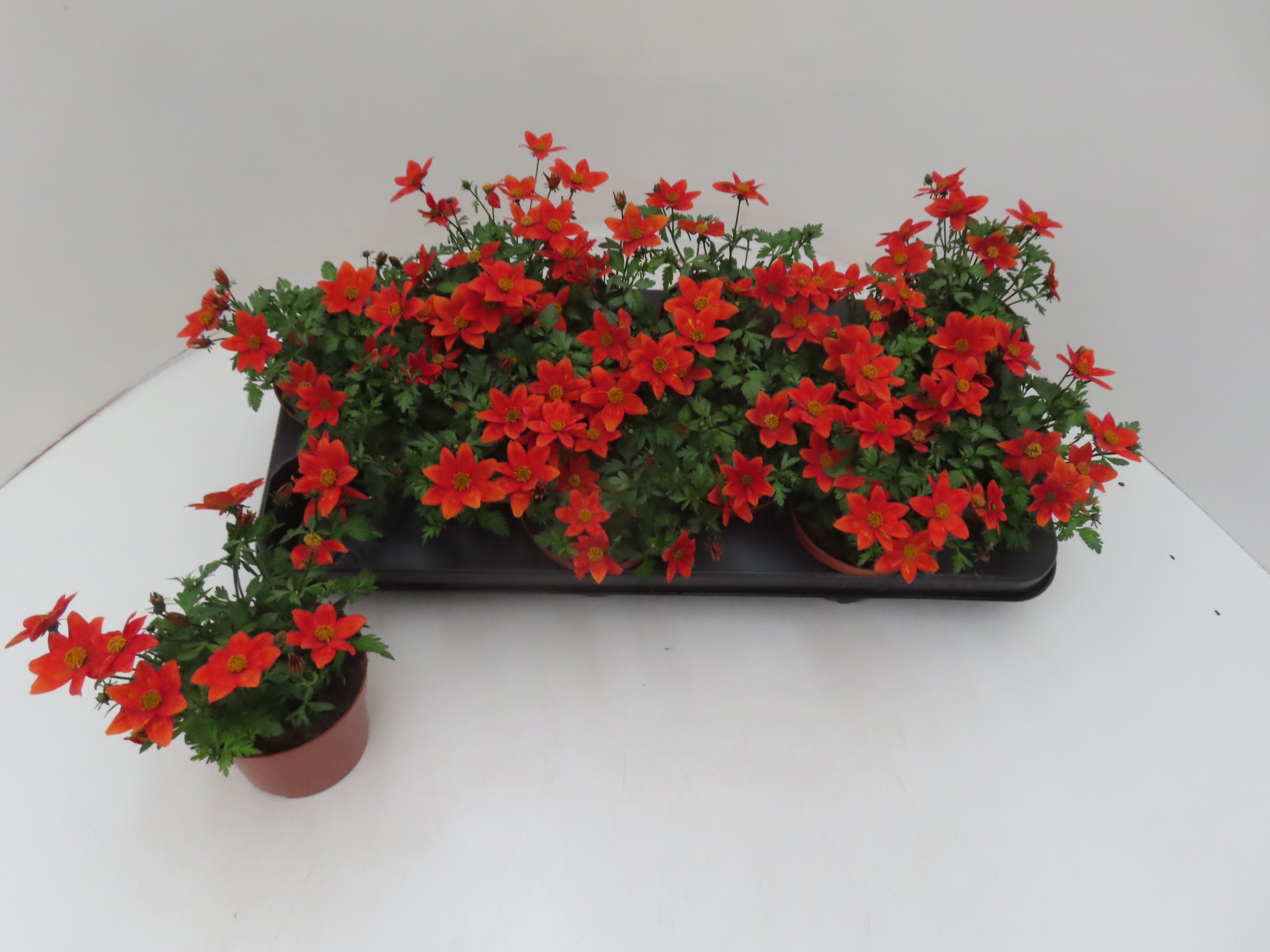 Горшечные цветы и растения оптом Bid Ov от 12шт из Голландии с доставкой по России