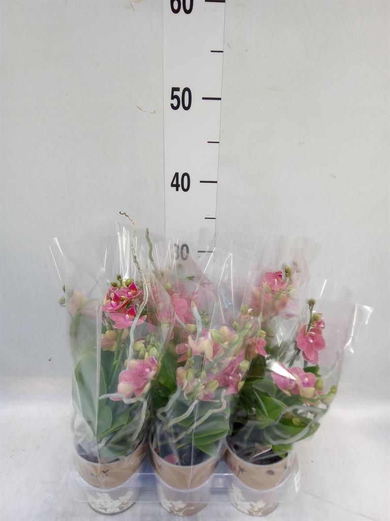 Горшечные цветы и растения оптом Phalaenopsis Multi.   ...orange от 6шт (для телеги) из Голландии с доставкой по России