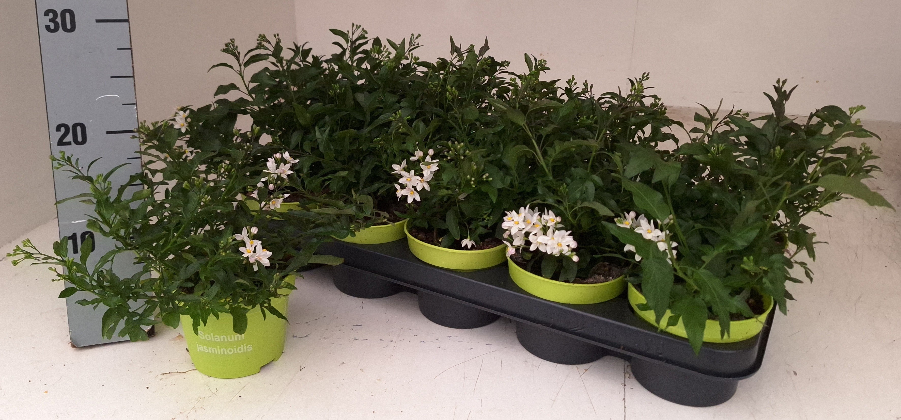 Горшечные цветы и растения оптом Solanum Jasminoides от 10шт из Голландии с доставкой по России