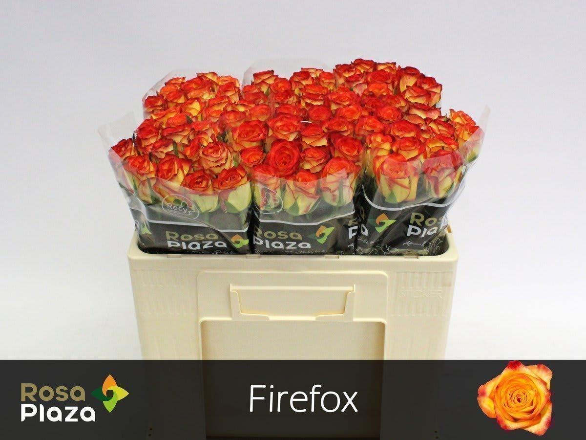Срезанные цветы оптом Rosa large firefox от 80шт из Голландии с доставкой по России
