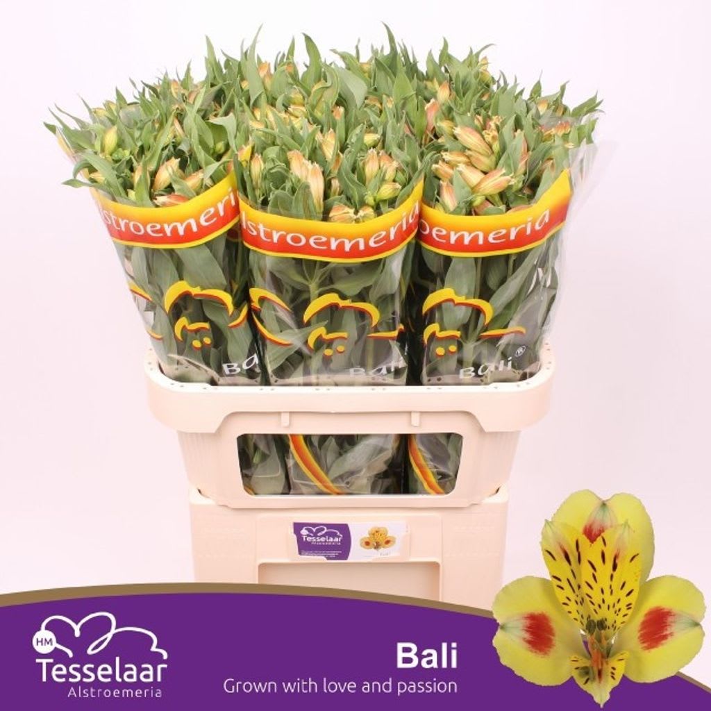 Срезанные цветы оптом Alstroemeria bali от 60шт. из Голландии с доставкой по России