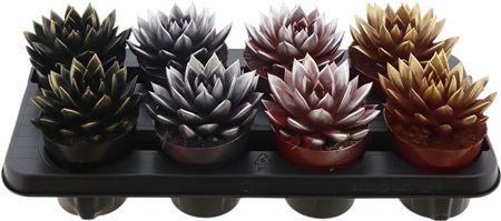 Горшечные цветы и растения оптом Echev Miranda Bicolor от 8шт из Голландии с доставкой по России