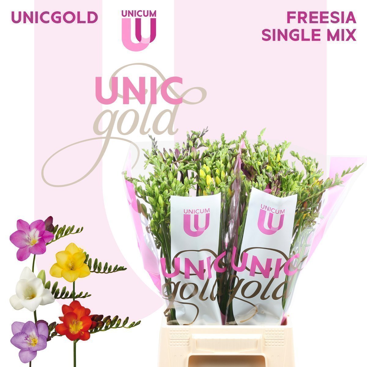 Срезанные цветы оптом Freesia si mix in bucket от 100шт из Голландии с доставкой по России