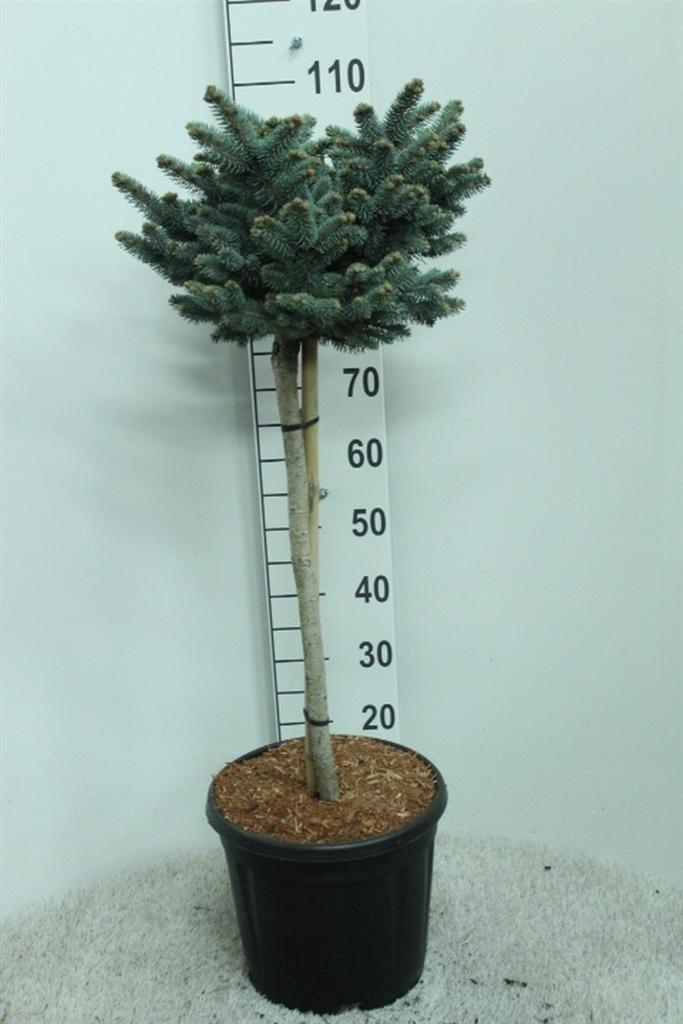 Горшечные цветы и растения оптом Picea Pungens glauca Globosa от 1шт из Голландии с доставкой по России