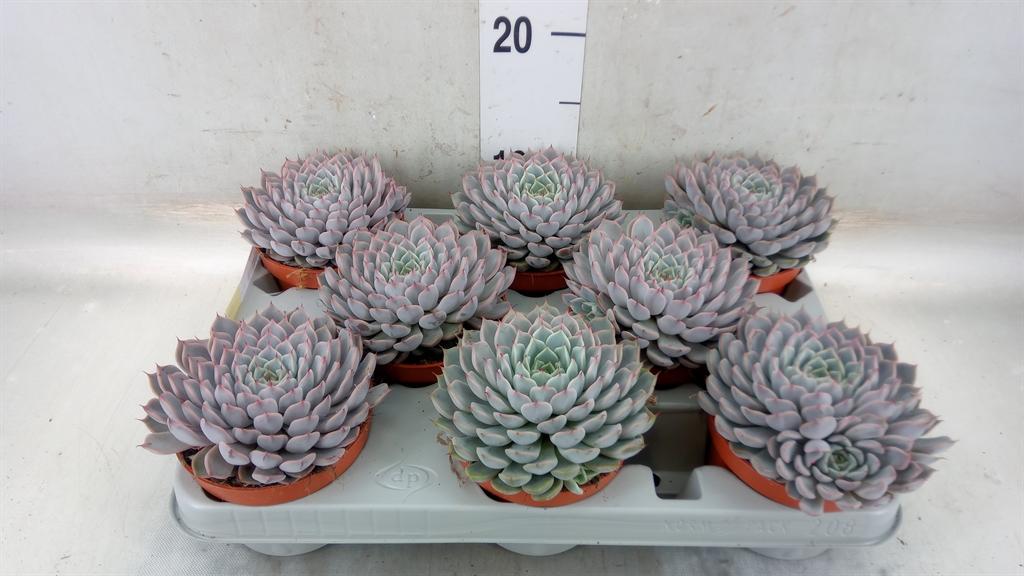 Горшечные цветы и растения оптом Echeveria Cuspidata от 8шт из Голландии с доставкой по России