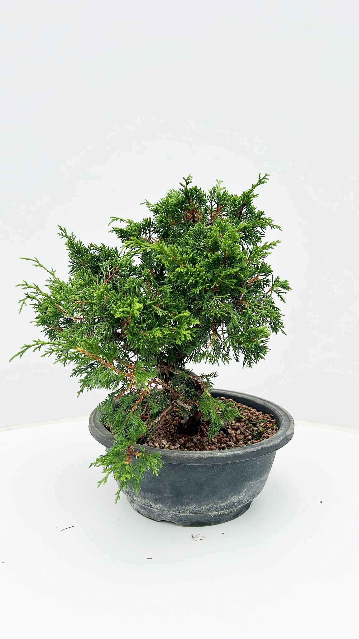 Горшечные цветы и растения оптом Bonsai Juniperus Chinensis Itoigawa, 20cm., In Tra от 1шт из Голландии с доставкой по России