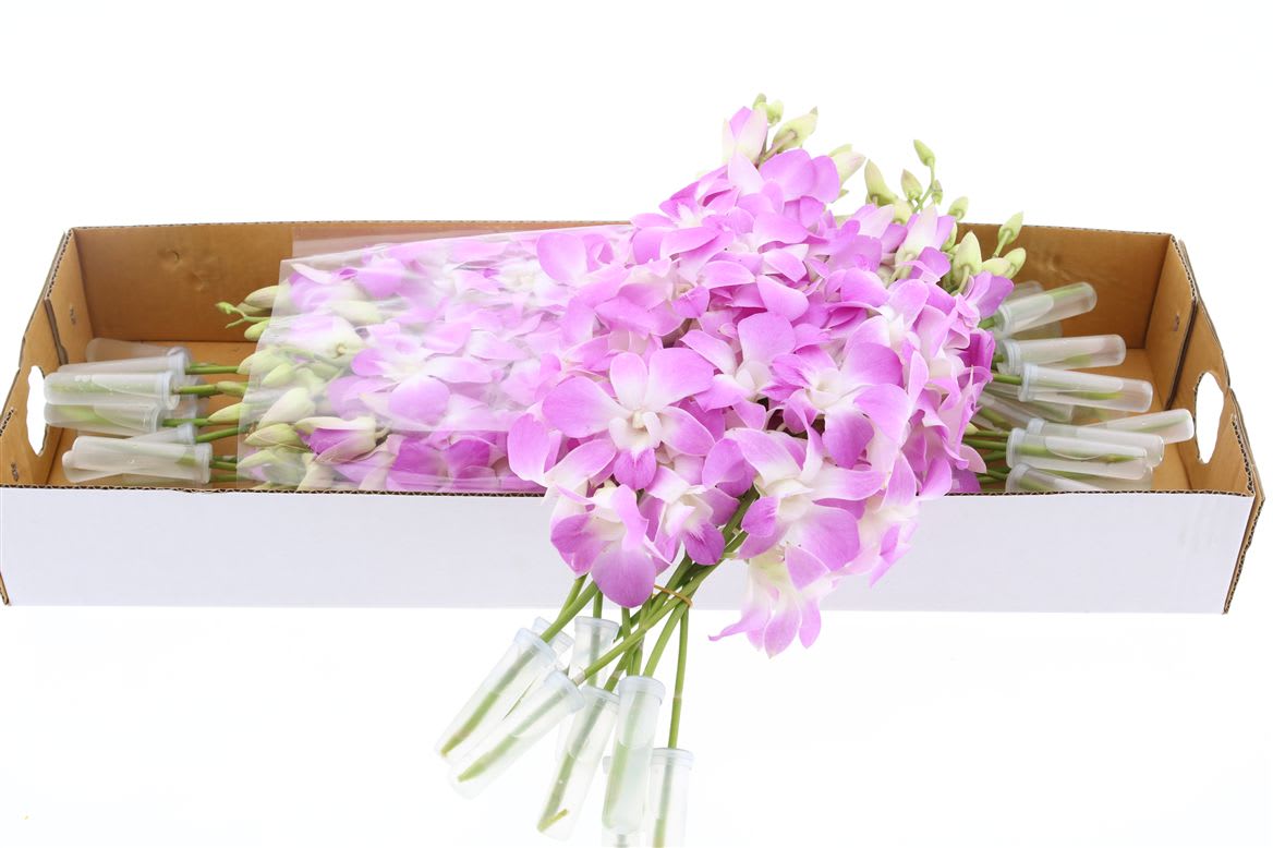 Срезанные цветы оптом Dendrobium nasabi от 40шт из Голландии с доставкой по России