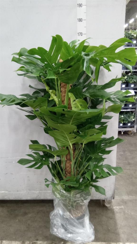 Горшечные цветы и растения оптом Monstera Pertusum от 1шт из Голландии с доставкой по России