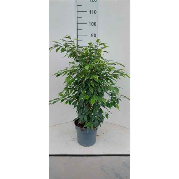 Горшечные цветы и растения оптом Ficus Be Anastasia от 1шт из Голландии с доставкой по России