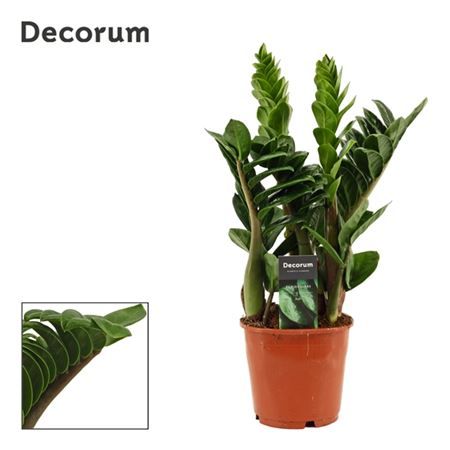 Горшечные цветы и растения оптом Zamioculcas Zenzi 4+ (decorum) от 7шт из Голландии с доставкой по России