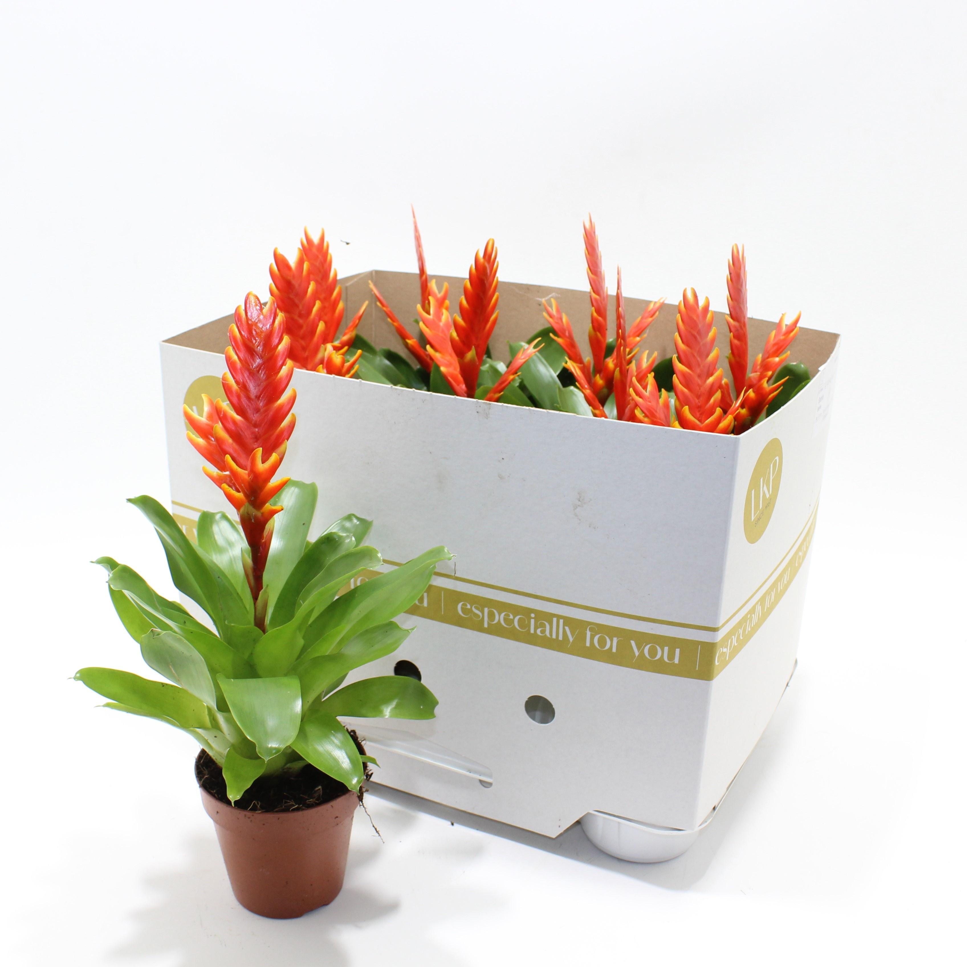 Горшечные цветы и растения оптом Vries Sparkle от 9шт из Голландии с доставкой по России