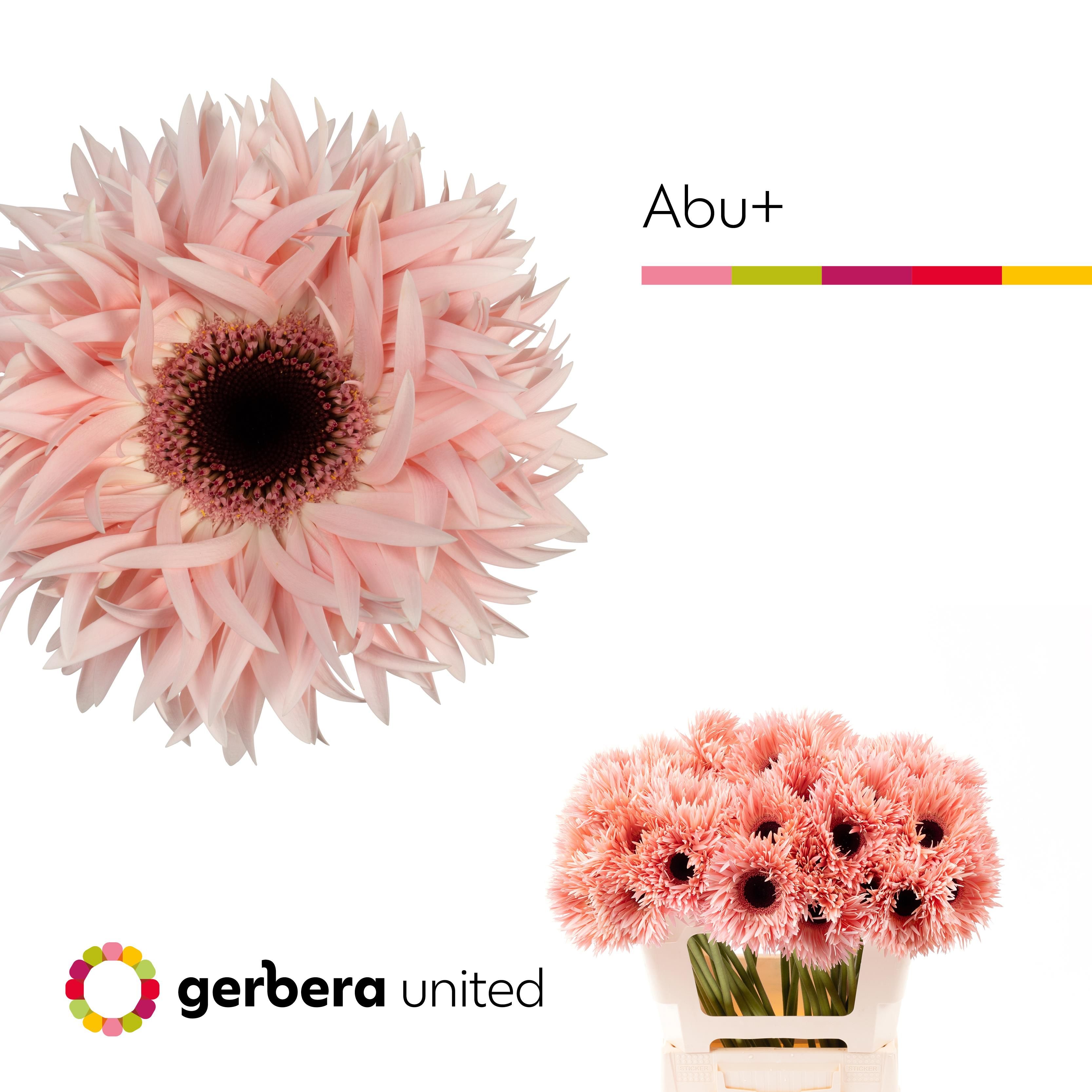 Срезанные цветы оптом Gerbera gerspider abu+ от 40шт из Голландии с доставкой по России