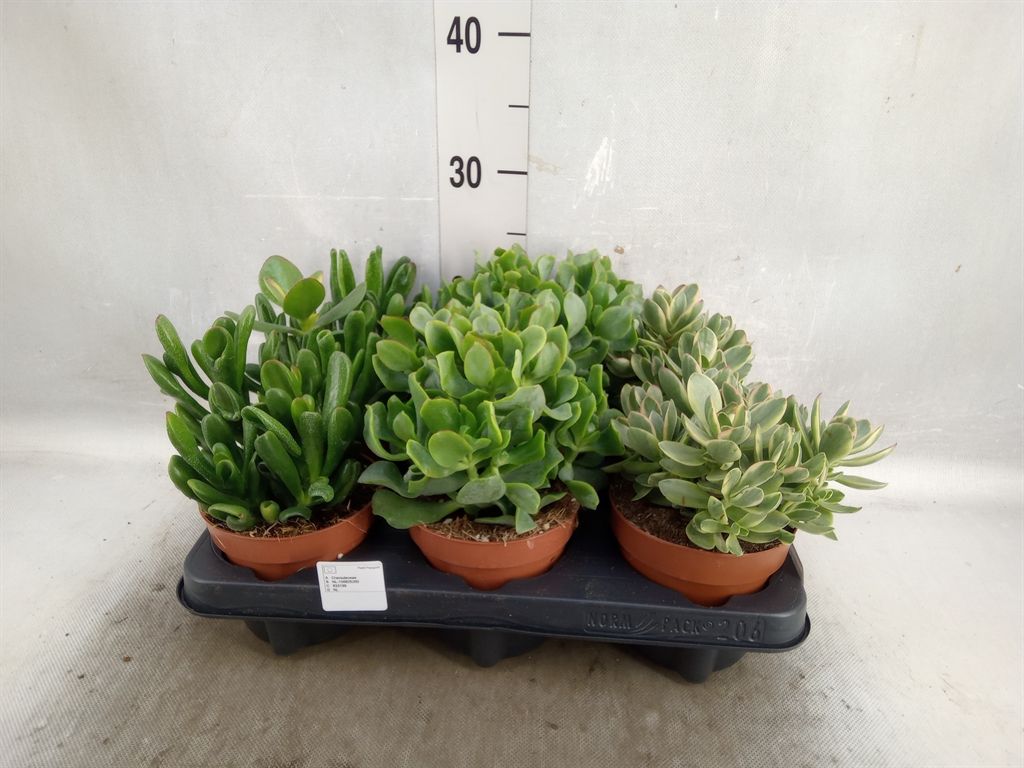 Горшечные цветы и растения оптом Crassula   ...mix от 6шт из Голландии с доставкой по России