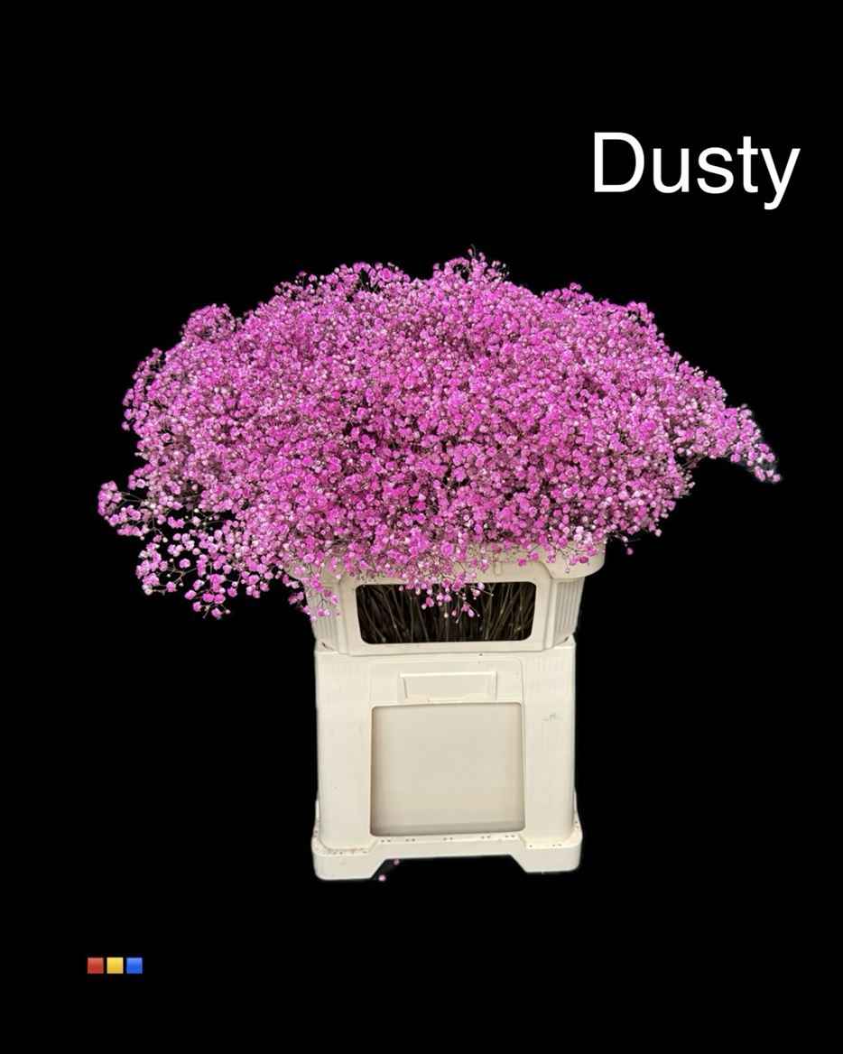 Срезанные цветы оптом Gyps large paint dusty cerise от 50шт из Голландии с доставкой по России