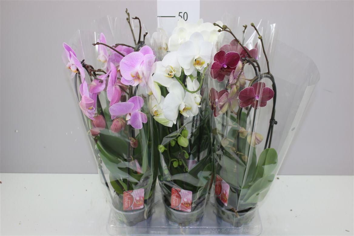 Горшечные цветы и растения оптом Phal Cascade Mix 2 Tak от 6шт из Голландии с доставкой по России