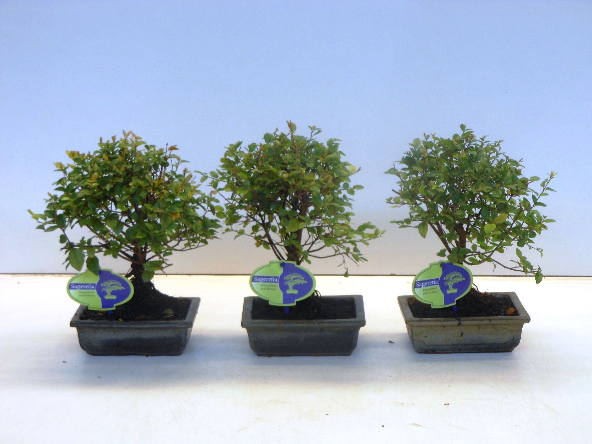 Горшечные цветы и растения оптом Bonsai Sageretia Theezans, 15cm., Broom, Without D от 10шт из Голландии с доставкой по России