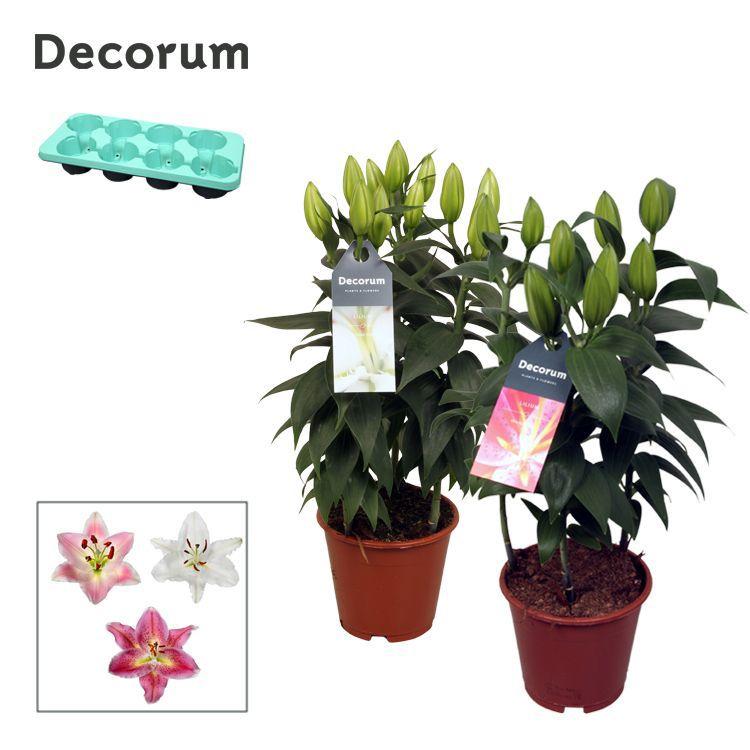 Горшечные цветы и растения оптом Lilium Or Mix 3pp (decorum) от 8шт из Голландии с доставкой по России