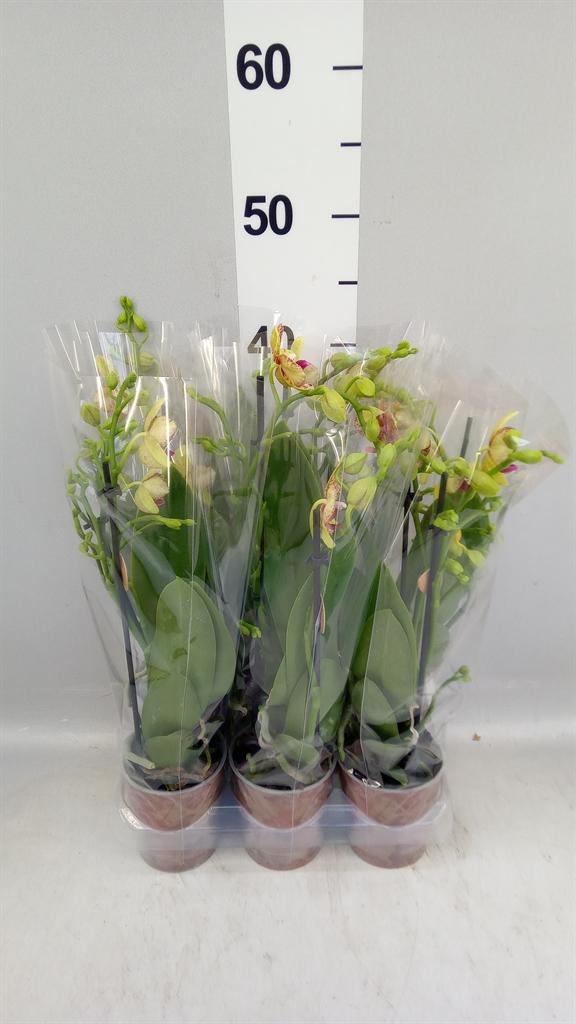 Горшечные цветы и растения оптом Phal Multi Yellow (ok) от 6шт (для телеги) из Голландии с доставкой по России