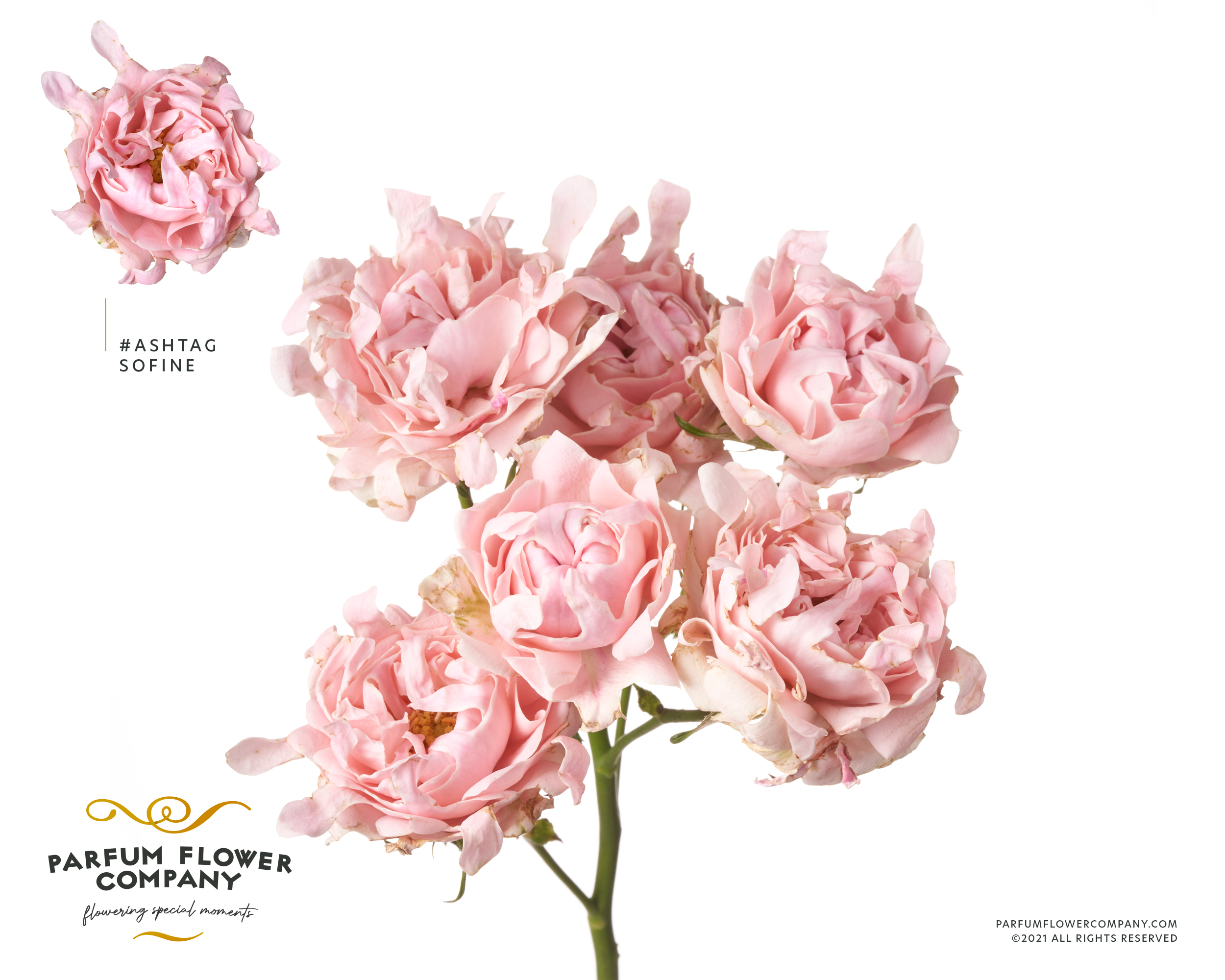 Срезанные цветы оптом Rosa spray hashtags so fine от 12шт из Голландии с доставкой по России