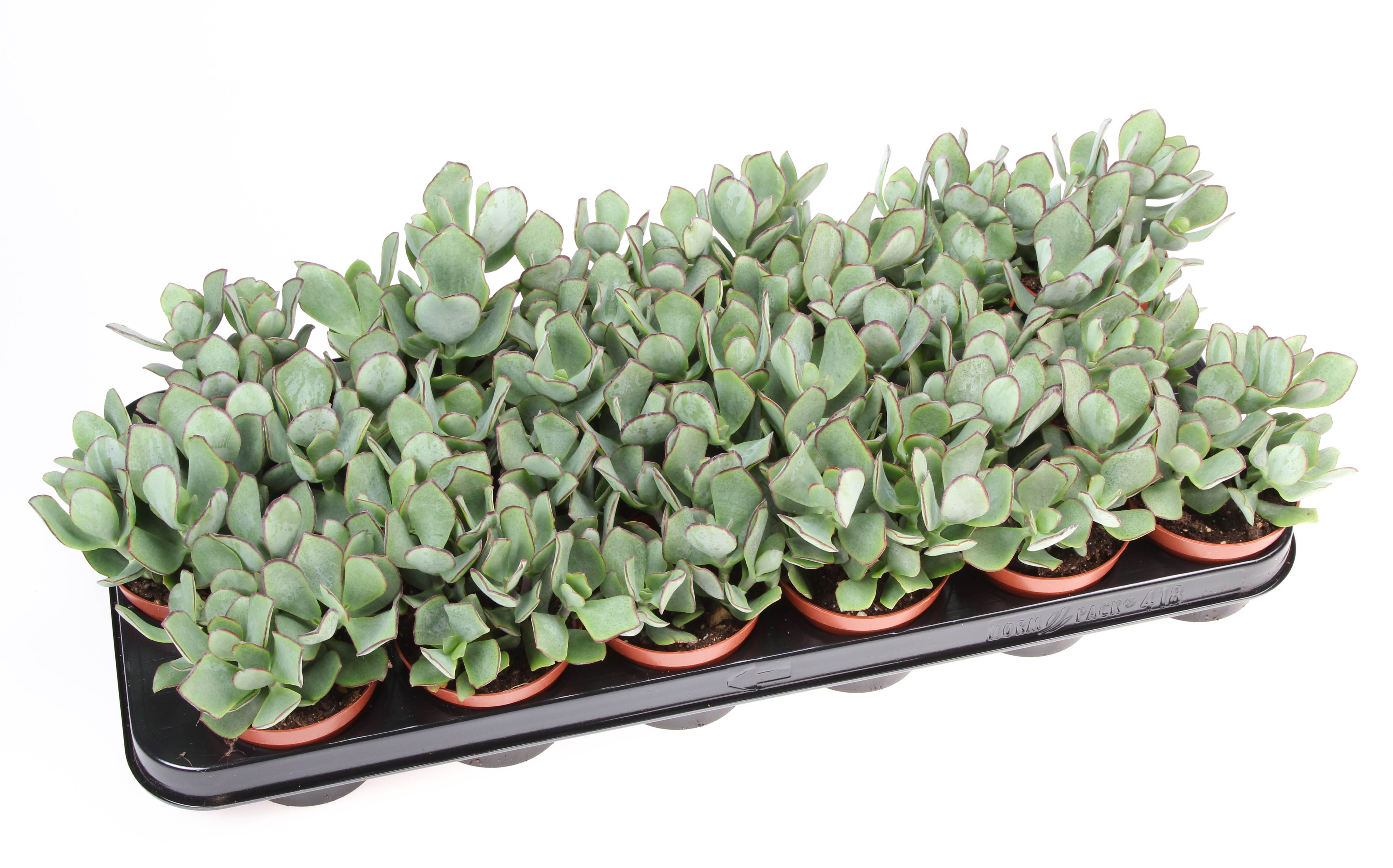 Горшечные цветы и растения оптом Crassula Aborescens от 18шт (для телеги) из Голландии с доставкой по России Горшечные цветы и растения оптом Crassula Aborescens от 18шт (для телеги) из Голландии с доставкой по России