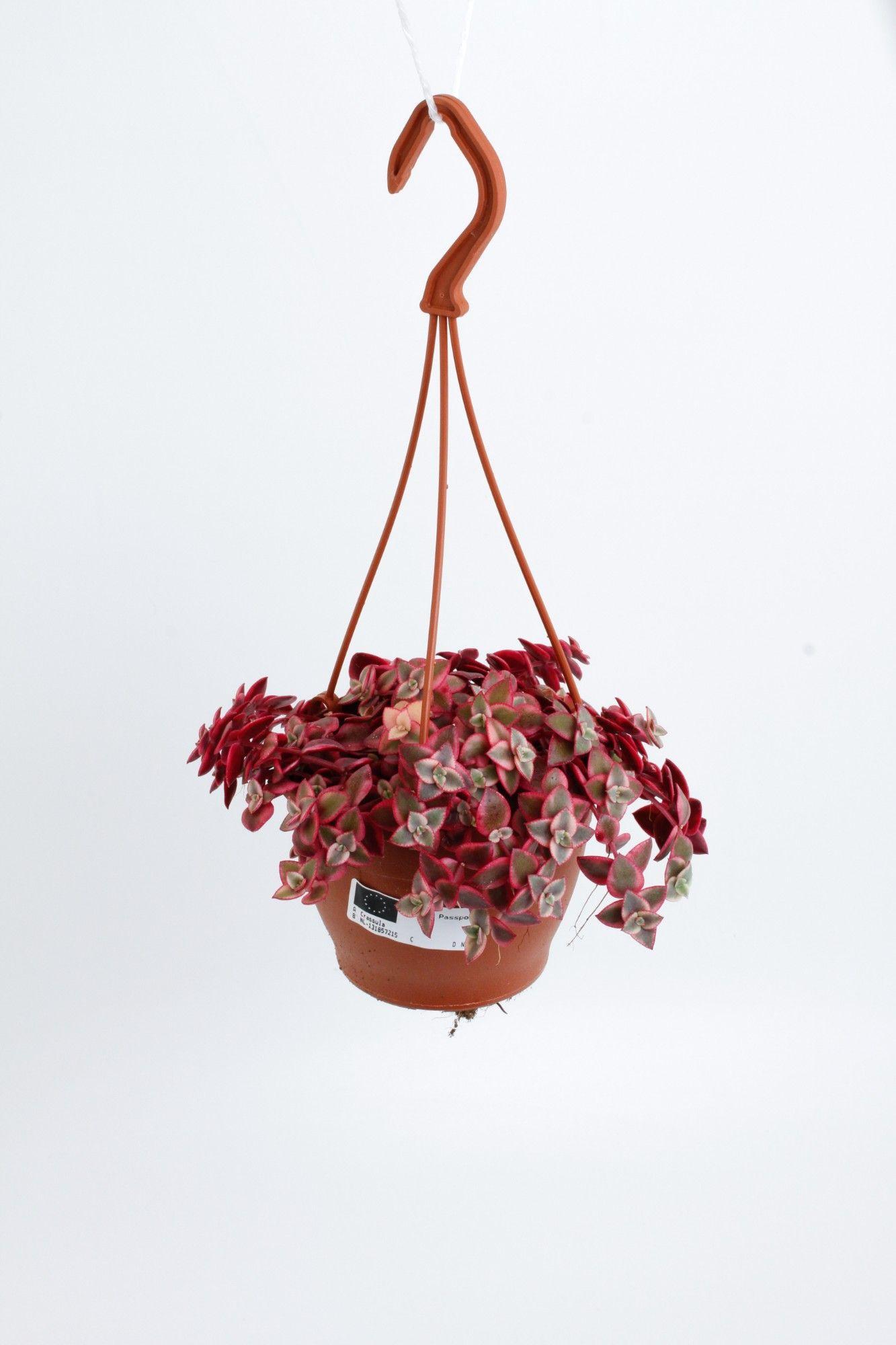 Горшечные цветы и растения оптом Crassula Marginalis Hangpot от 3шт из Голландии с доставкой по России