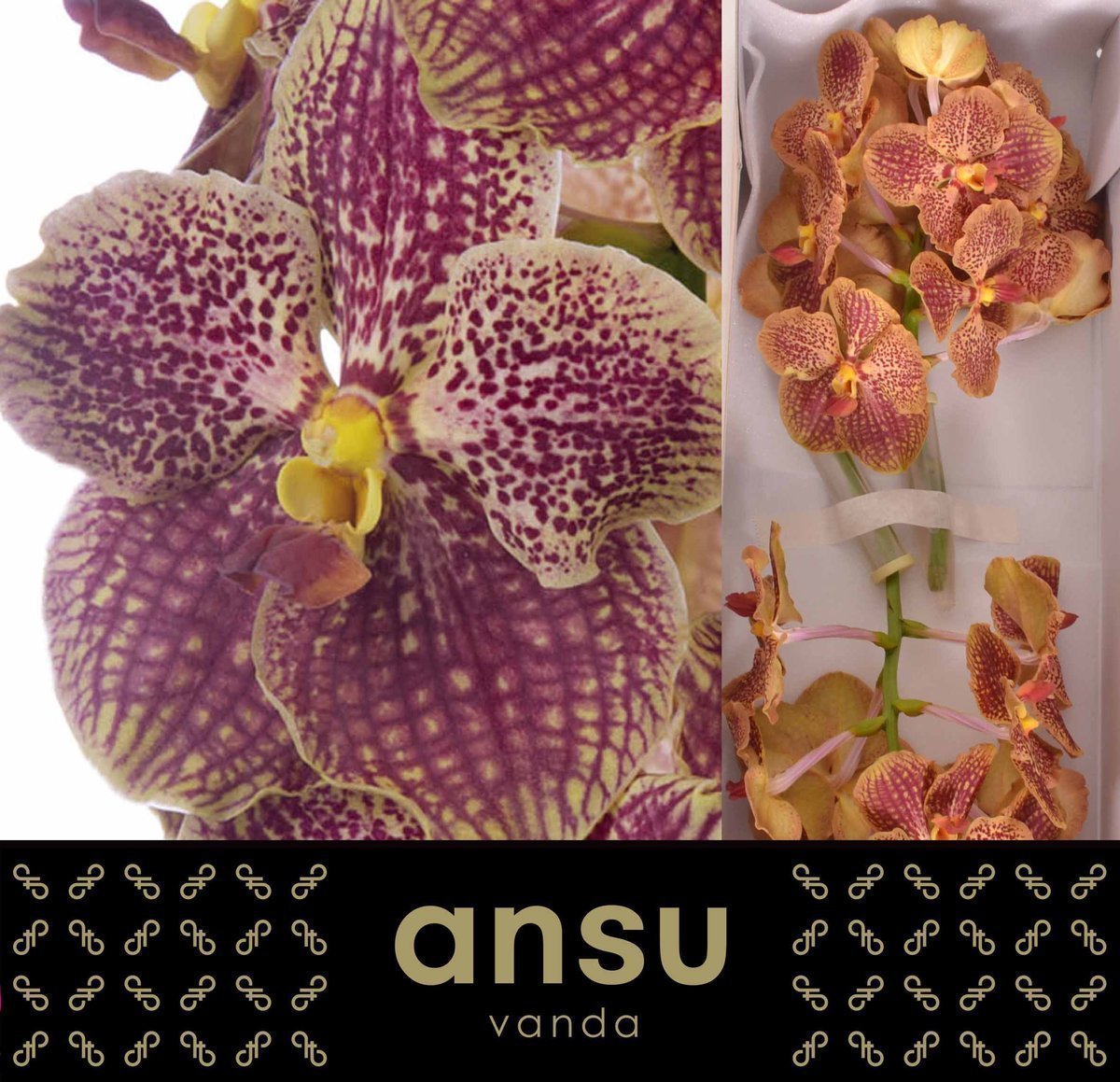 Срезанные цветы оптом Vanda sunanda retro red от 16шт из Голландии с доставкой по России