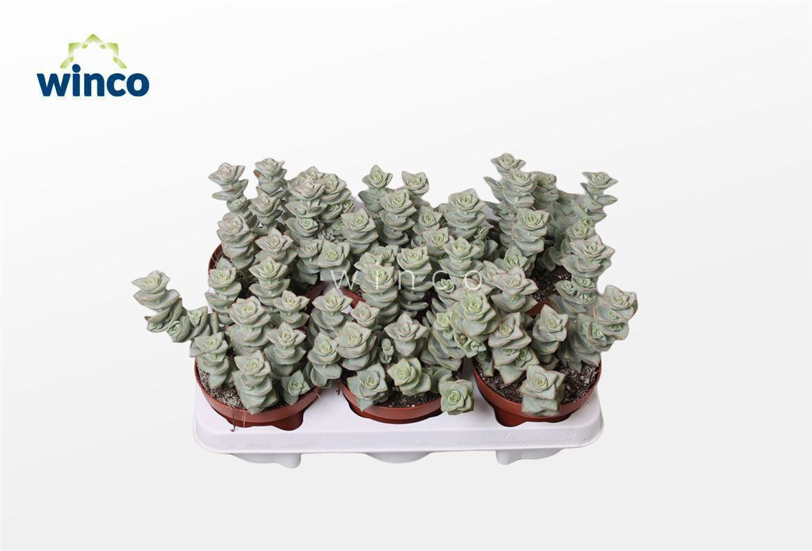 Горшечные цветы и растения оптом Crassula Perforata Azul от 6шт из Голландии с доставкой по России