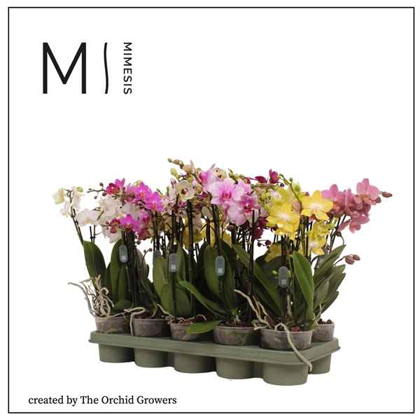 Горшечные цветы и растения оптом Phal 4st Mimesis Multi Mix 35+ (the Orchid Growers от 10шт из Голландии с доставкой по России