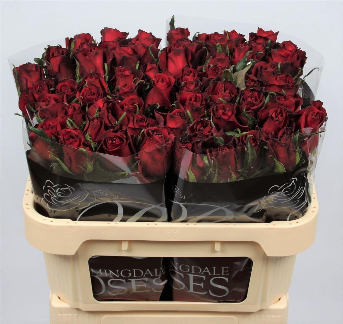 Срезанные цветы оптом Rosa large ever red от 60шт из Голландии с доставкой по России