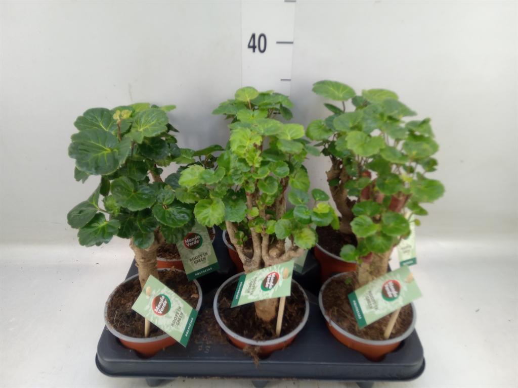 Горшечные цветы и растения оптом Polyscias   ... от 6шт из Голландии с доставкой по России