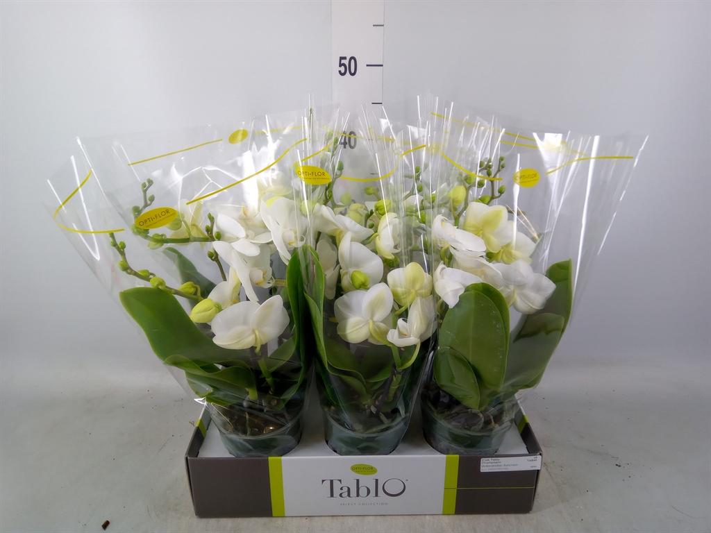 Горшечные цветы и растения оптом Phalaenopsis   ...white от 6шт' из Голландии с доставкой по России