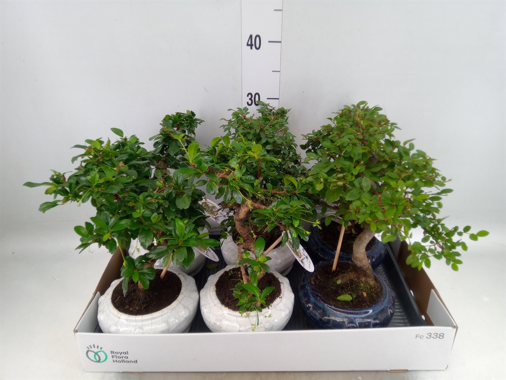 Горшечные цветы и растения оптом Bonsai   ...mix от 6шт из Голландии с доставкой по России