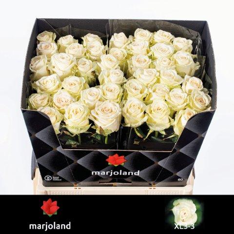 Срезанные цветы оптом Rosa large dolomiti от 40шт из Голландии с доставкой по России