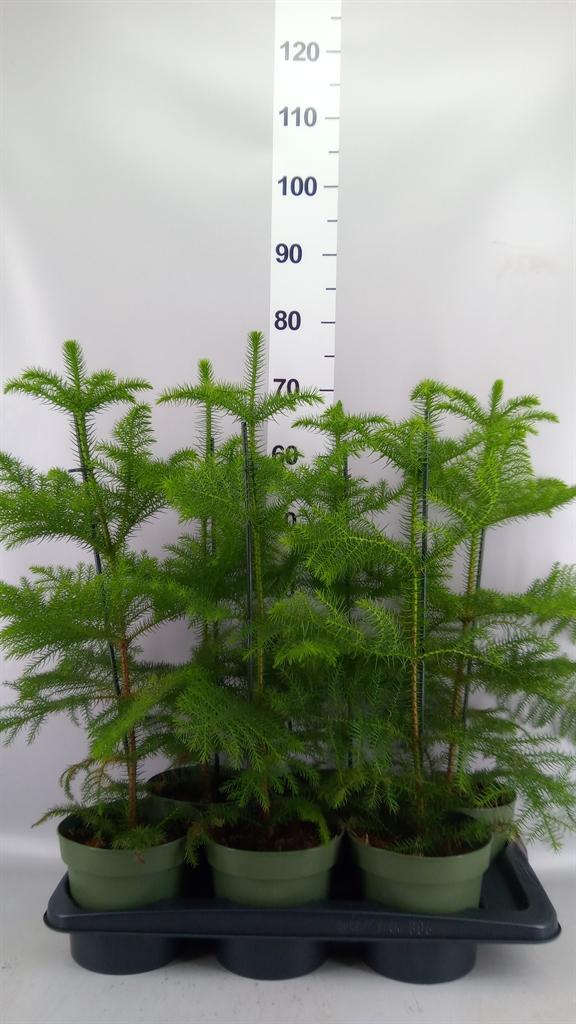 Горшечные цветы и растения оптом Araucaria Heterophylla от 6шт из Голландии с доставкой по России