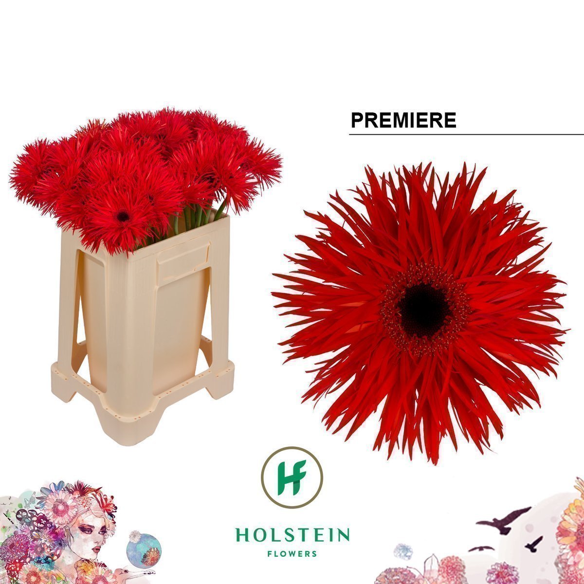 Срезанные цветы оптом Gerbera gerspider big premiere от 40шт из Голландии с доставкой по России