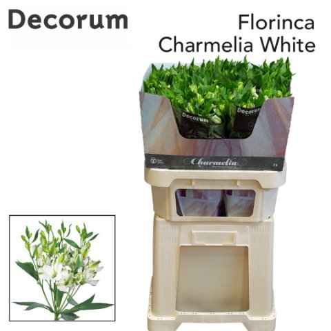 Срезанные цветы оптом Alstroemeria fl charmelia white от 50шт из Голландии с доставкой по России