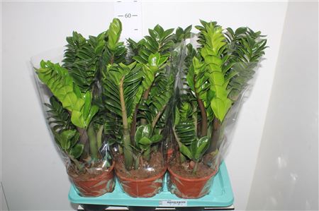 Горшечные цветы и растения оптом Zamioculcas Zenzi от 6шт из Голландии с доставкой по России