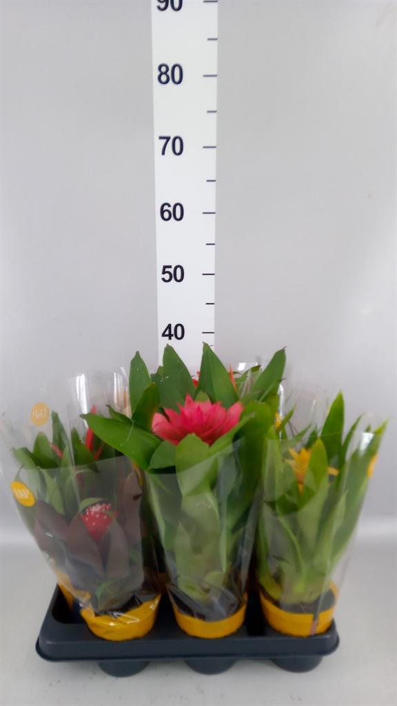 Горшечные цветы и растения оптом Bromelia ...mix A от 9шт из Голландии с доставкой по России