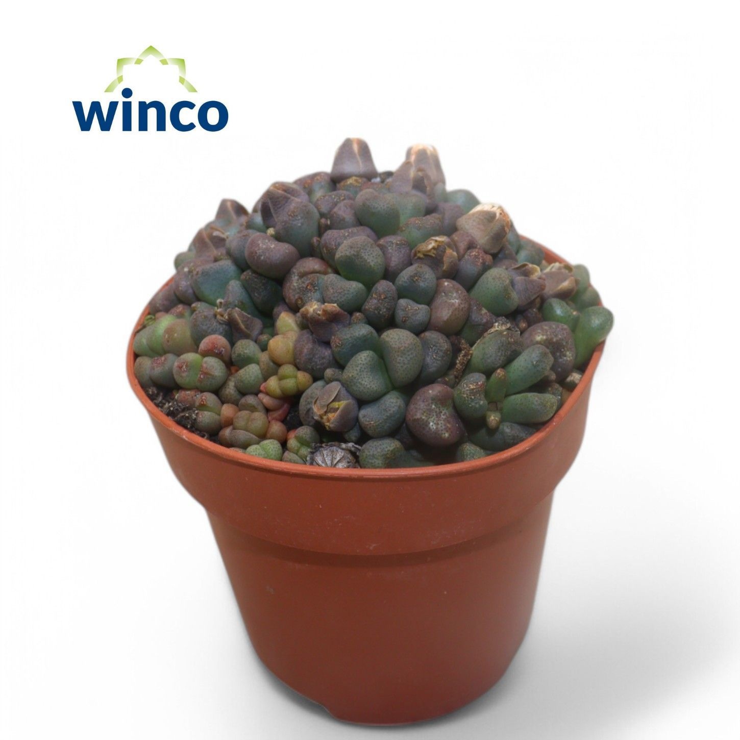 Горшечные цветы и растения оптом Murraya Paniculata от 18шт (для телеги) из Голландии с доставкой по России