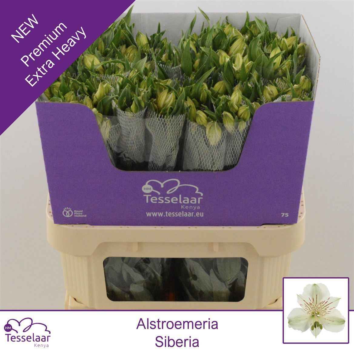 Срезанные цветы оптом Alstroemeria siberia от 160шт из Голландии с доставкой по России