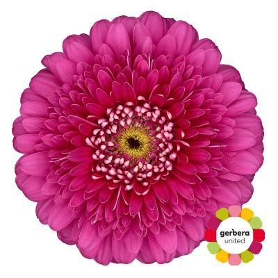 Срезанные цветы оптом Gerbera magic ball от 25шт из Голландии с доставкой по России