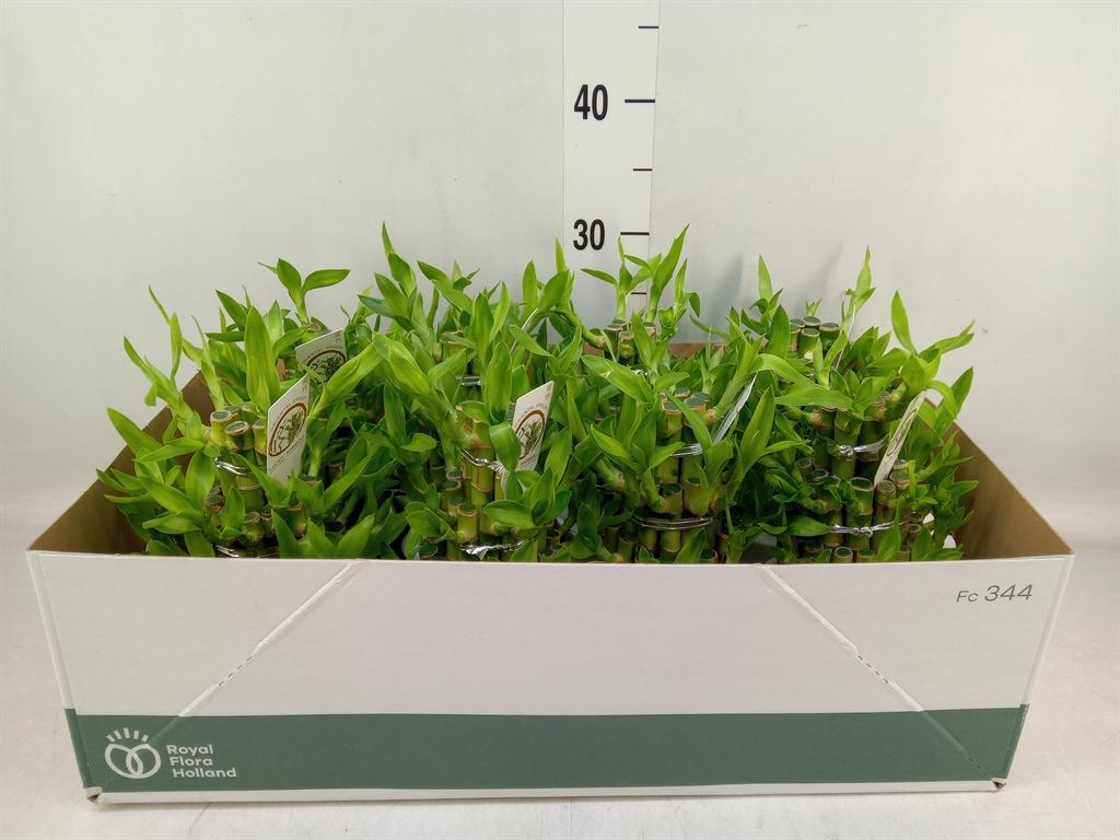 Горшечные цветы и растения оптом Lucky Bamboo Round 3big In Ceramic от 8шт из Голландии с доставкой по России