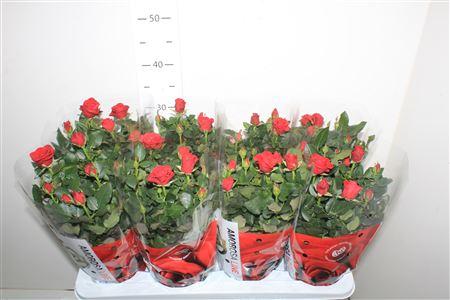 Горшечные цветы и растения оптом Ro Sca Mercedes Kord от 8шт из Голландии с доставкой по России