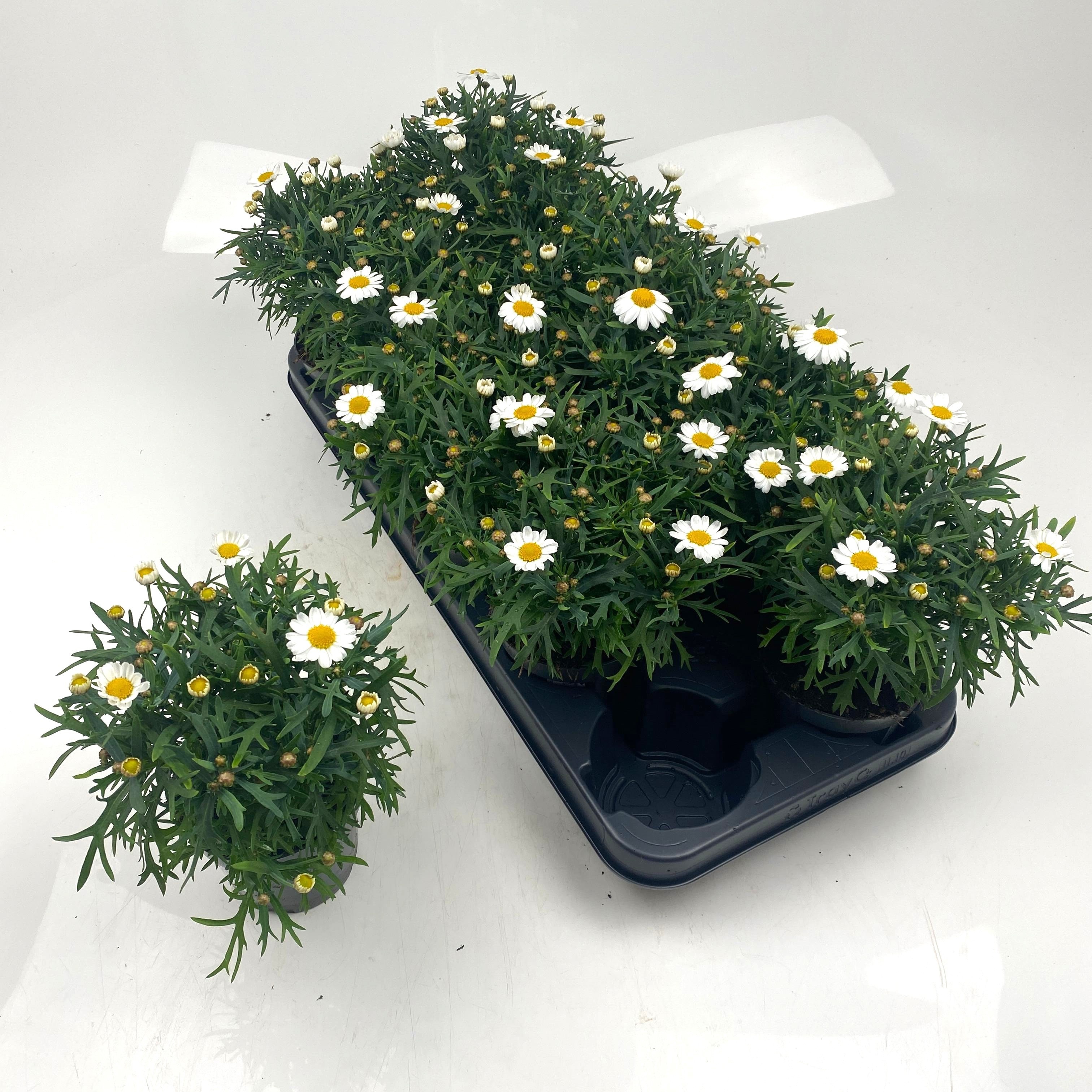 Горшечные цветы и растения оптом Arg Mo Duplo White от 10шт из Голландии с доставкой по России