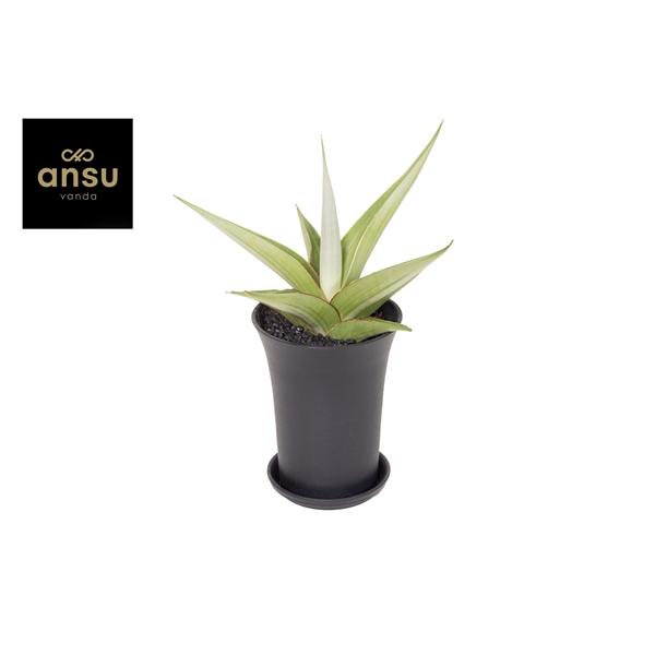 Горшечные цветы и растения оптом Sansevieria Comet Pastel Grey No. 2 Xl In Sierpot от 5шт из Голландии с доставкой по России