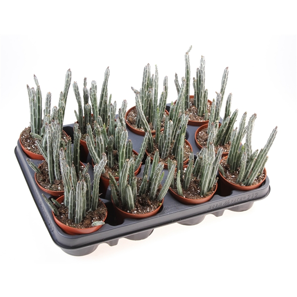 Горшечные цветы и растения оптом Senecio Stapeliformis от 12шт (для телеги) из Голландии с доставкой по России