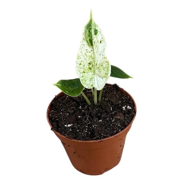 Горшечные цветы и растения оптом Alocasia Dragon Scale Mint от 1шт (для телеги) из Голландии с доставкой по России