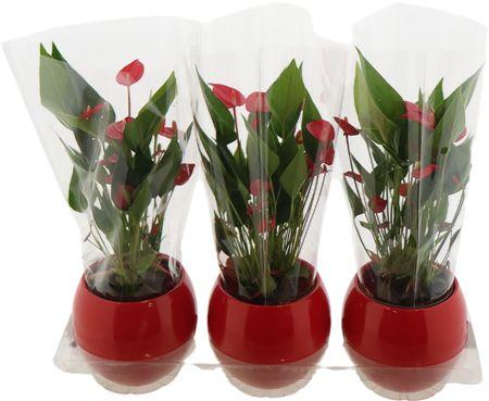 Горшечные цветы и растения оптом Anthu An Million Flowers Red Keramiek Lisa от 3шт из Голландии с доставкой по России