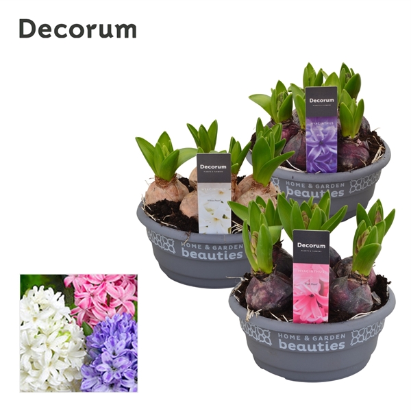 Горшечные цветы и растения оптом Hyacinthus Mix Bowl (decorum) от 7шт из Голландии с доставкой по России