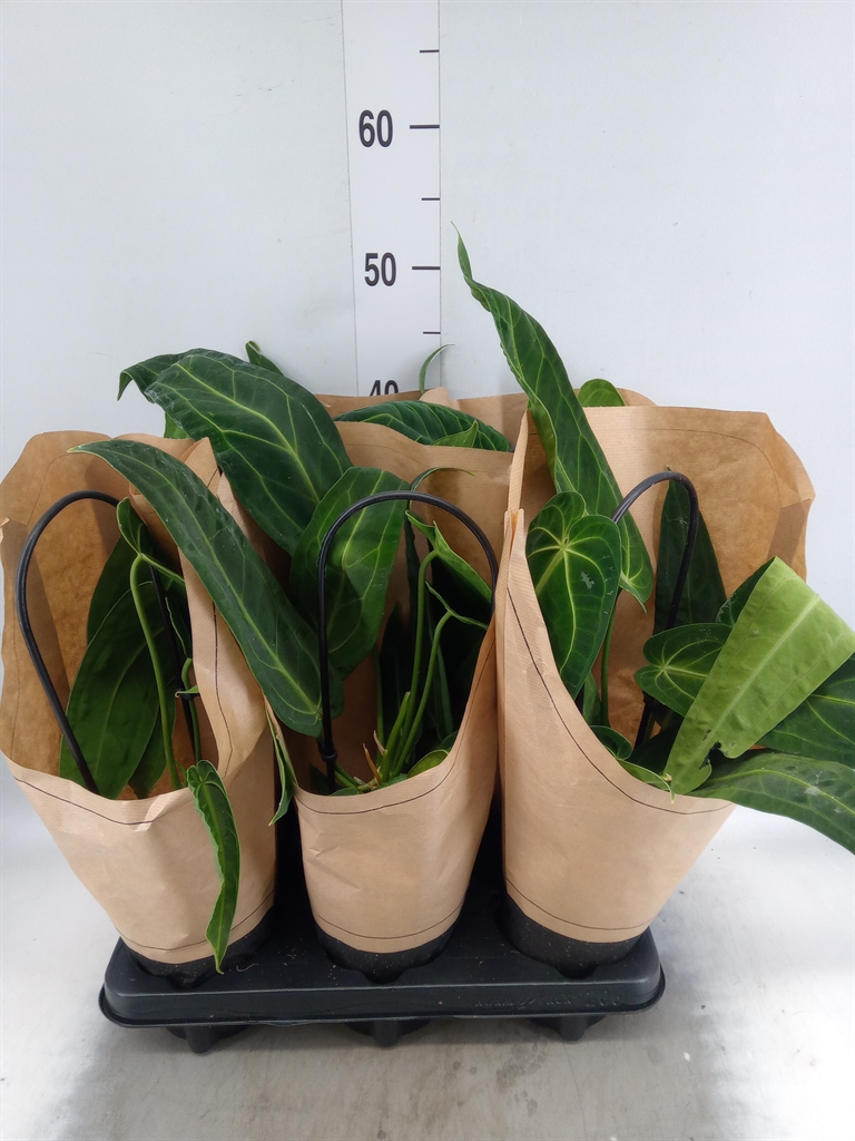 Горшечные цветы и растения оптом Anthurium Magnificum от 6шт из Голландии с доставкой по России